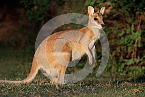 Agile Wallaby, Australia photo