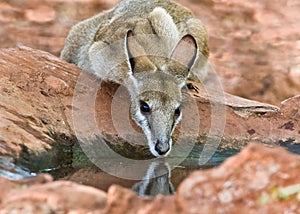 Agile Wallaby drinking Macropus agilis photo