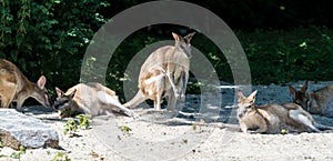 The agile wallaby, Macropus agilis also known as the sandy wallaby