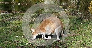 The agile wallaby, Macropus agilis also known as the sandy wallaby