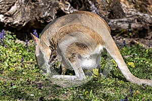 The agile wallaby mother with a little baby, Macropus agilis also known as the sandy wallaby