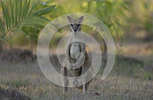 Agile Wallaby in the Northern Territory photo