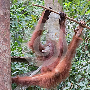 Agile young orangutan hanging from a tree and chews a delicious