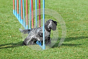 Agility