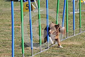 Agility