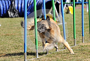 Agility photo