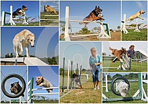 Agility photo