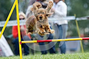 Agility photo