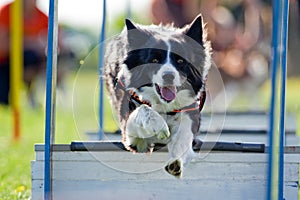 Agility photo