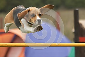 Agility photo