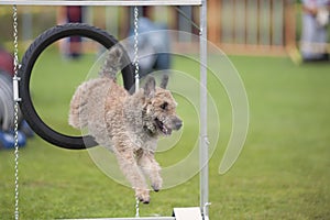 Agility competition