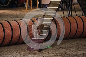 Agility competitions, sports competitions with dog to improve contact with owner. Red curly haired toy poodle climbs up on boom