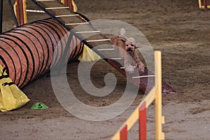 Agility competitions, sports competitions with dog to improve contact with owner. Red curly haired toy poodle runs along boom