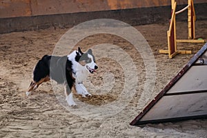 Agility competitions, sports with dog to improve contact between pet and person. Black tricolor Australian Shepherd Aussie quickly