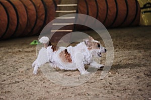 Agility competitions sports with dog to improve contact between pet and person. Wire haired Jack Russell terrier of white color