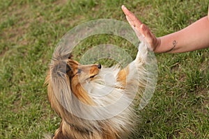 Agility dog