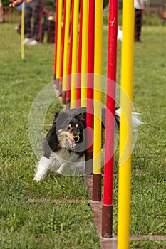 Agility dog