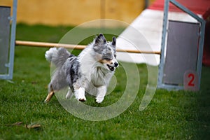 Agility dog