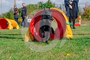 Agility Dog