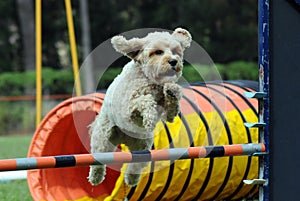 Agility dog