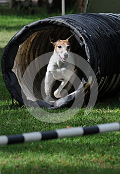 Agility dog