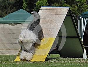 Agility dog