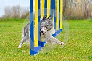 Agility dog doing slalom