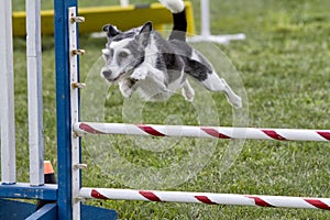 Agility Dog Going over a Jump