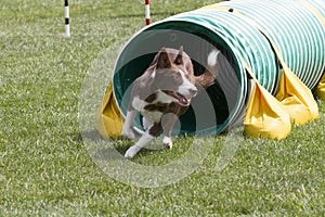 Agility Dog Going Through Tunnel