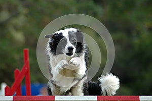 Agility dog jumping photo