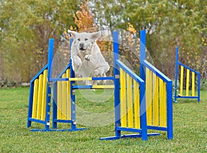 Agility Dog jumping over hurdle