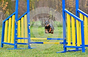 Agility Dog jumping over hurdle