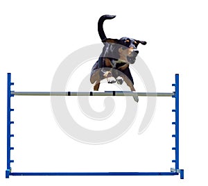 Agility Dog over a Jump photo