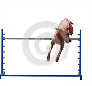 Agility Dog over a Jump