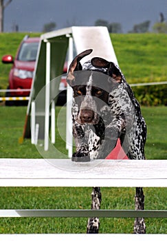 Agility dog on pause table