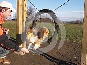 Agility dog sheltie