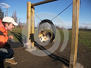 Agility dog sheltie