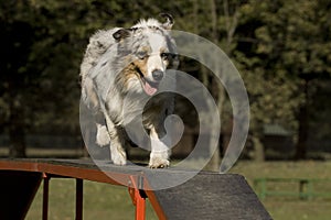 Agility - Dog skill competition.