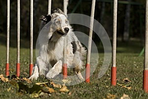 Agility - Dog skill competition.