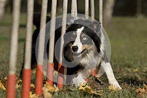 Agility - Dog skill competition. photo