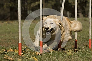 Agility - Dog skill competition.