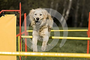 Agility - Dog skill competition.