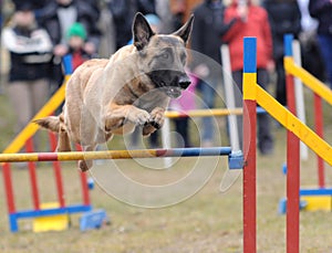 Agility - Dog skill competition