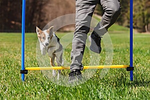 Agility Dog sport training with a puppy dog, jumping over hurdle