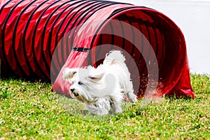 Agility dog with a white dog