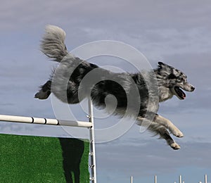 Agility Jumping