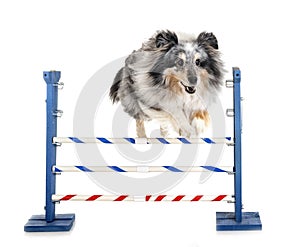 Agility and little dog