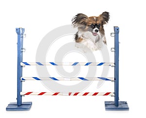 Agility and little dog