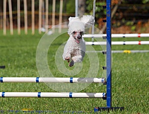 Agility Poodle