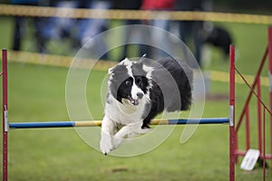 Agility sport